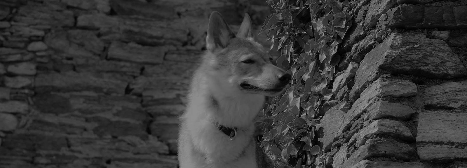 Tschechoslowakische Wolfhunde nebeneinander im Freien
