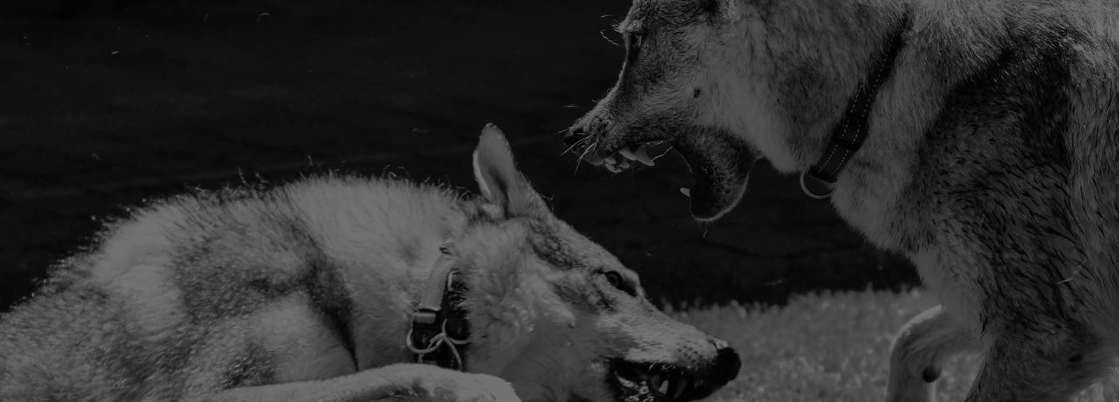 Tschechoslowakischer Wolfhund ruhig im Freien