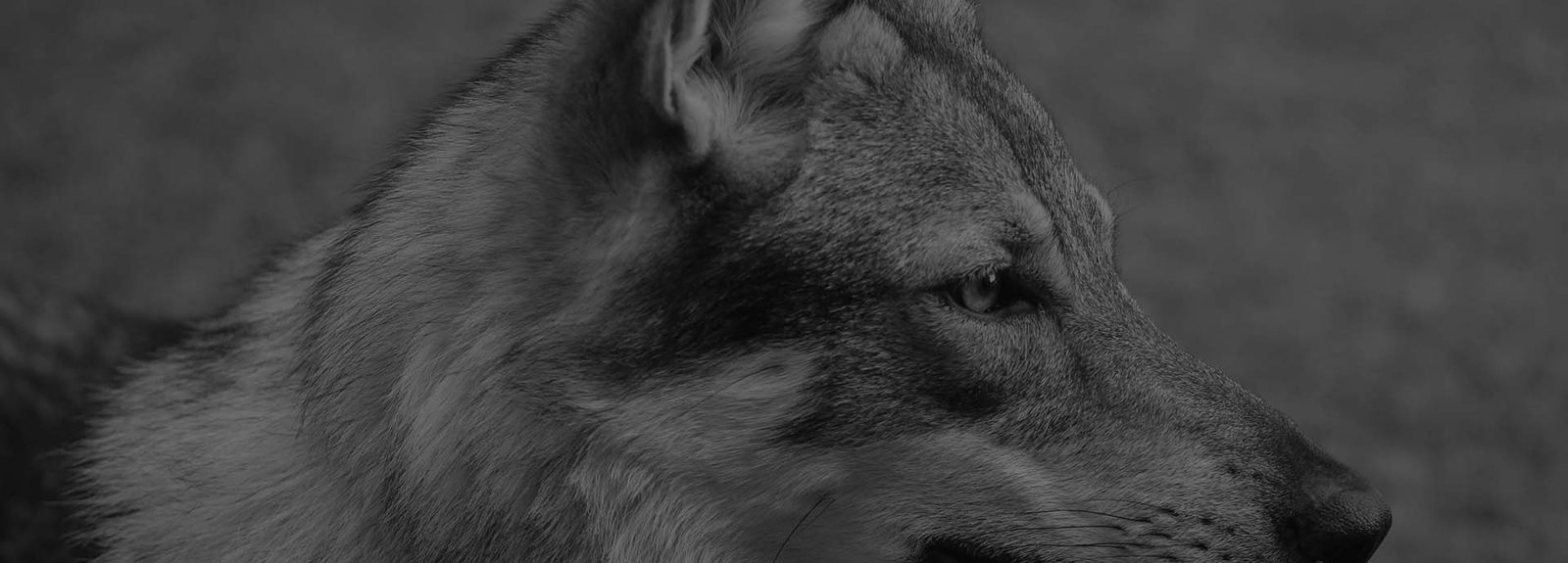 Czechoslovakian Wolfdogs in the landscape of western Styria