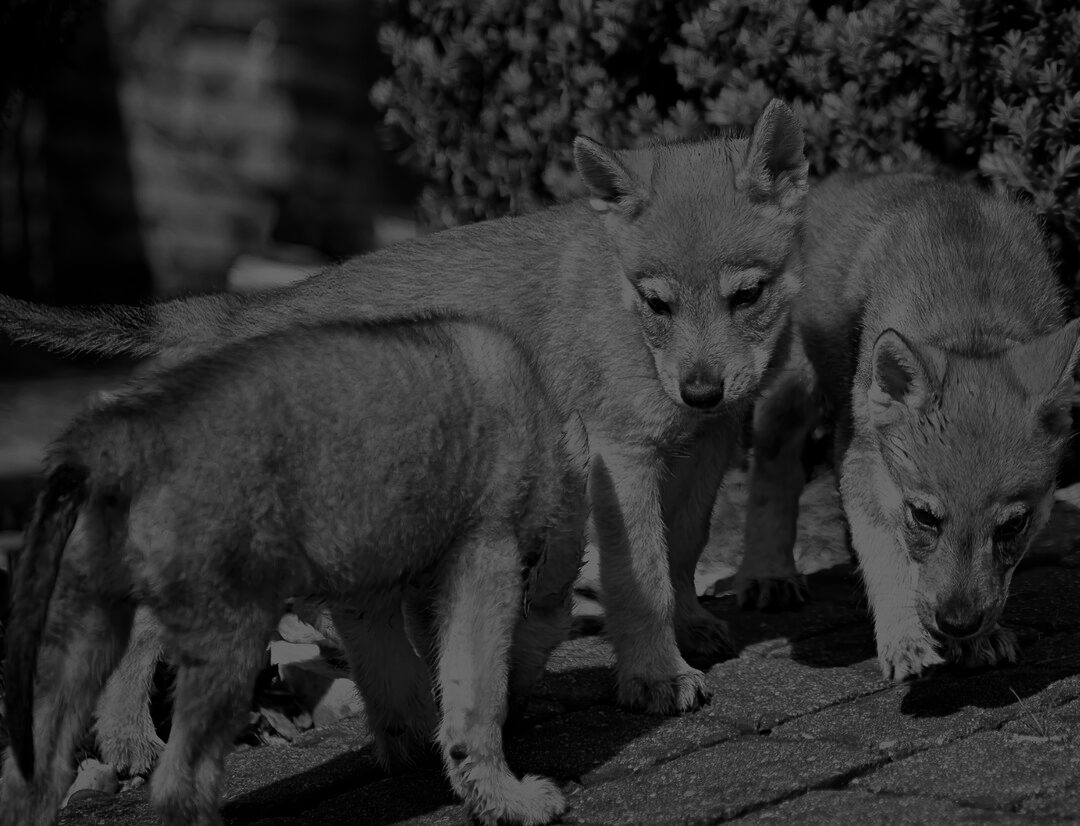 Czechoslovakian Wolfdog outdoors during a workshop