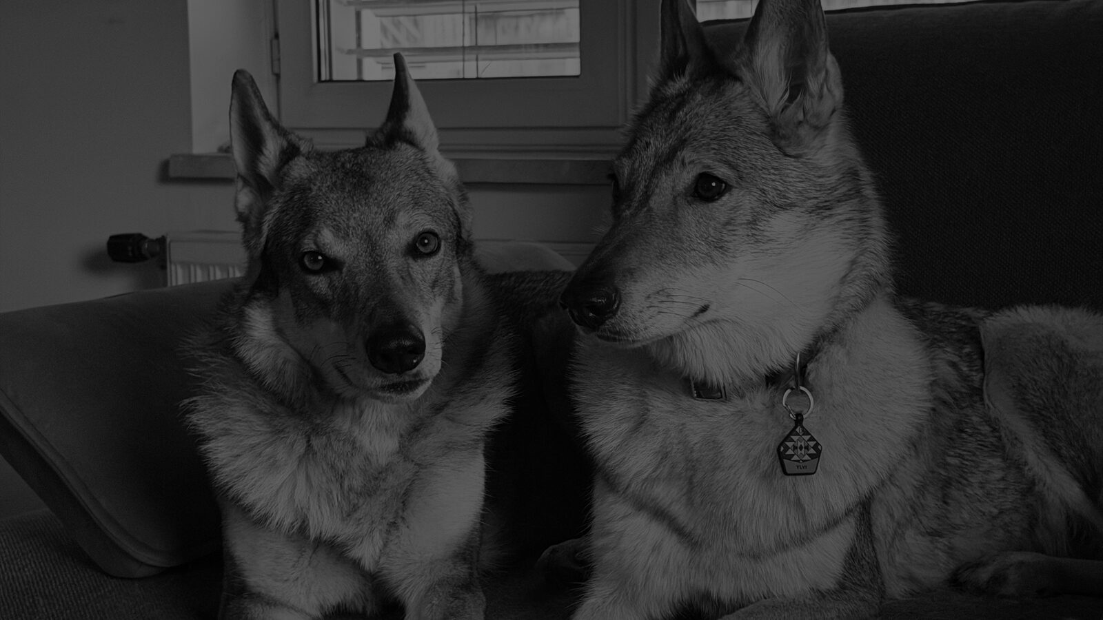 Zwei Tschechoslowakische Wolfhunde nebeneinander, ruhiges Doppelportraet