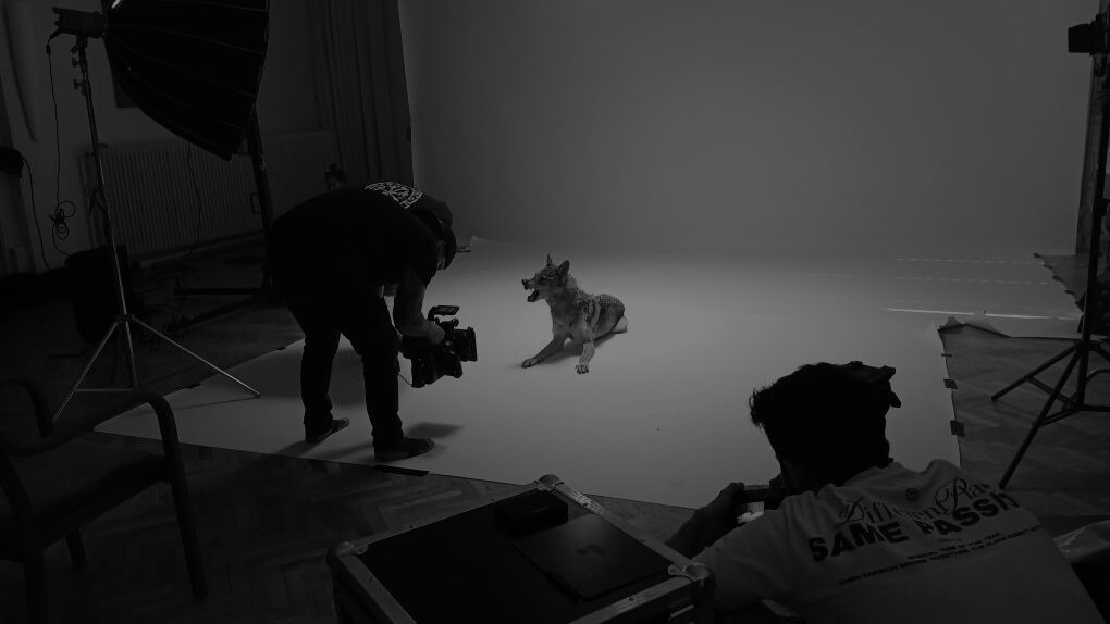 Studioaufbau mit Hohlkehle: ein Tschechoslowakischer Wolfhund vor der Kamera, Kameramann und Bildtechnik im Bild